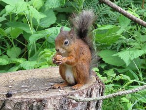 red squirrel