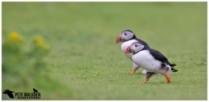 Puffins