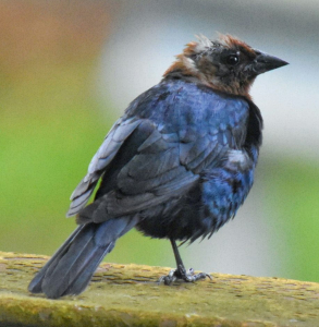 Cowbird veteran