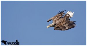 White-Tailed Eagle