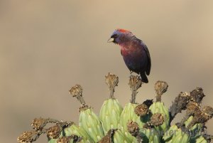 Varied Bunting - Arizona