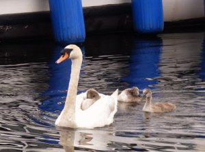 Mute Swan and young