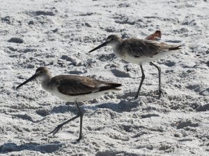 Eastern Willets