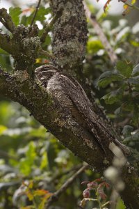 Nightjar