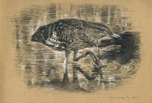 Night heron study