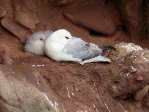 fulmar with youngster