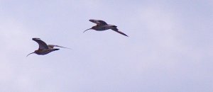 Curlew Northumberland