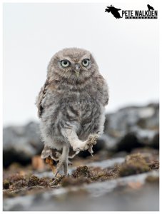 Little Owlet