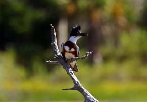 Belted Kingfisher