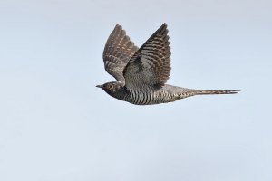 Cuckoo (juvenile)
