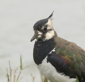 Northern Lapwing