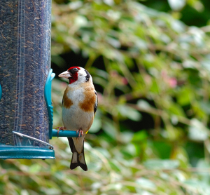 Goldfinch In My Garden.