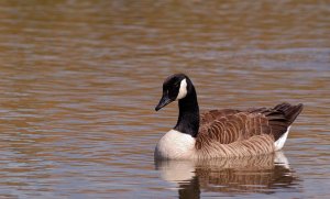 Canada Goose