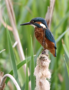 Kingfisher