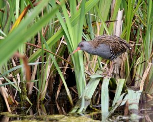 Water Rail