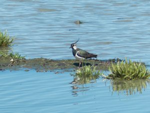 Distant lapwing