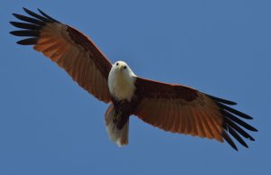 Brahminy Kite