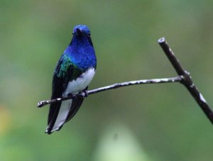 White - necked Jacobin (male)