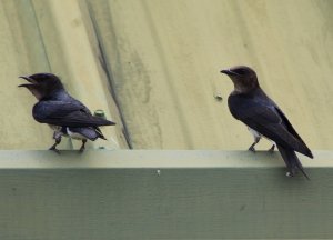 Gray - breasted Martin