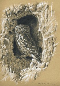 Little owl study