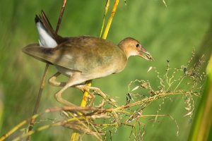 Juvenile Purple Gallinule