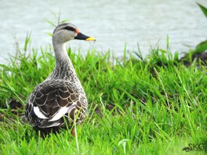 Drain Water Pool 65 : Spot-billed Duck