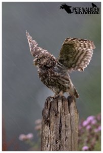 Little Owl