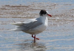 mediterranean gull