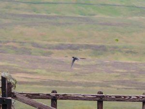 A Swallow and a leaf!