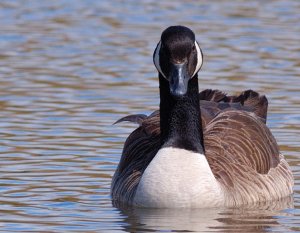 One more Canada Goose