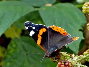 Red Admiral Butterfly