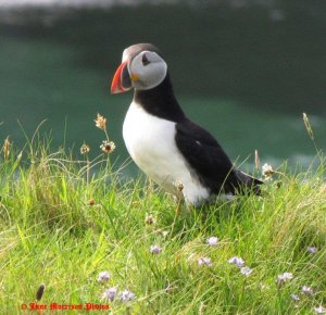 Puffin