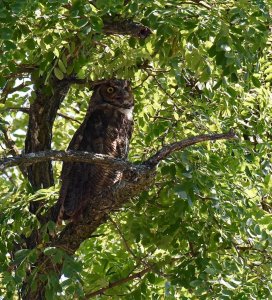 Great Horned Owl