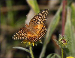 Variegated Fritillary (open winged)