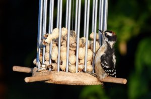 Downy Woodpecker