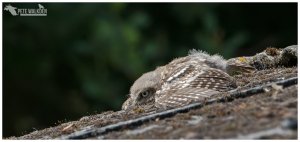 Little Owlet