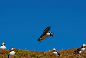 Puffins