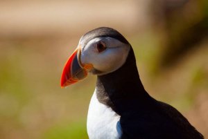 Puffin