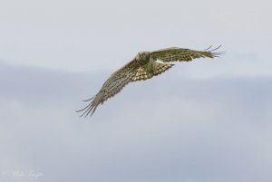 Short-toed eagle eyes