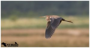 Purple Heron