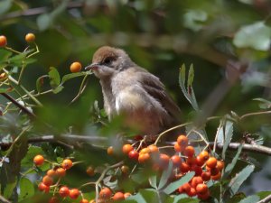 Blackcap juvenile, I think!