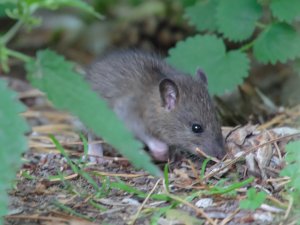 Wood Mouse