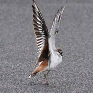 Killdeer wingspan