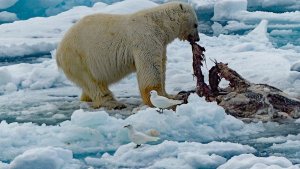 Ivory gulls and Polar bear