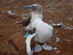 Blue footed Booby