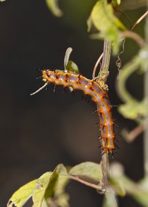 Variegated Fritillary caterpillar