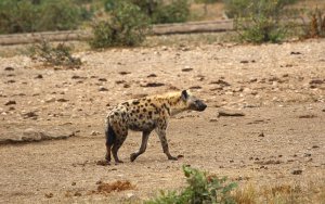 Spotted Hyena