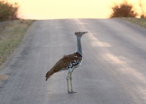 Kori Bustard