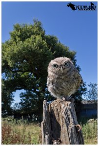 Little Owlet