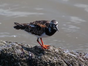 Turnstone